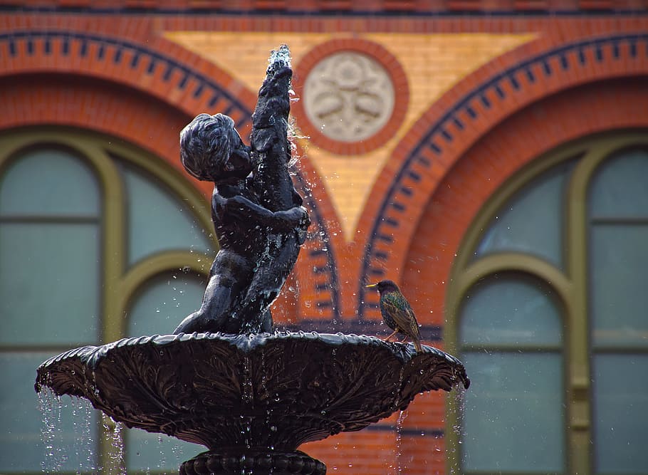 fountain, bird, robin, water, smithsonian, animal, day, wildlife HD wallpaper