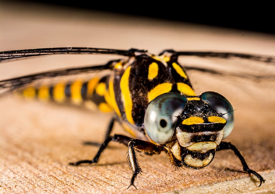 yellow and black dragonfly, insect, animal, close, wing, chitin HD wallpaper