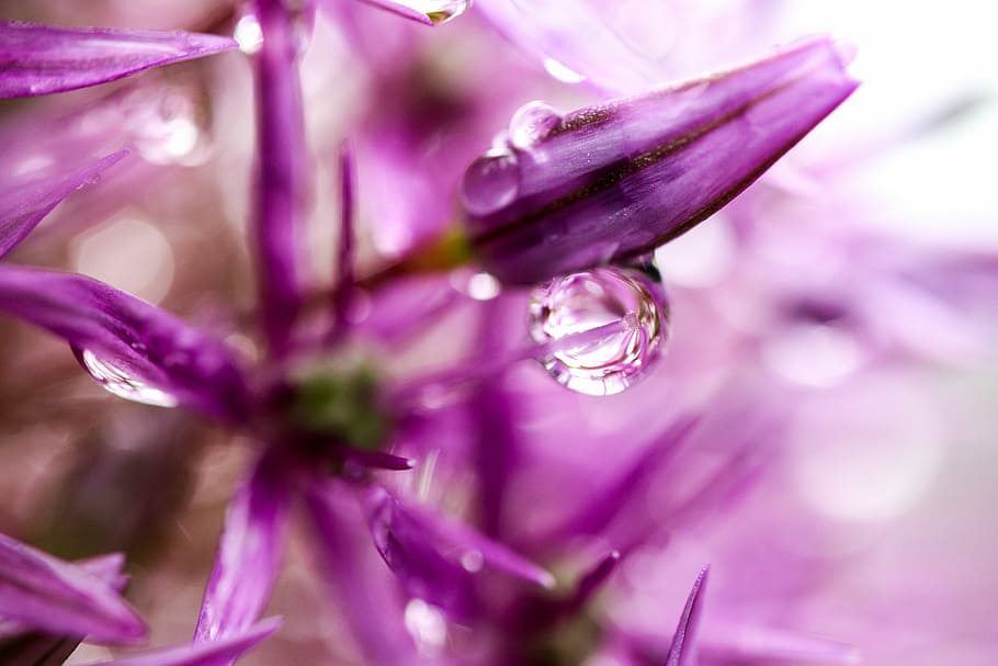 nature, flower, water, drop, plant, freshness, beauty in nature HD wallpaper