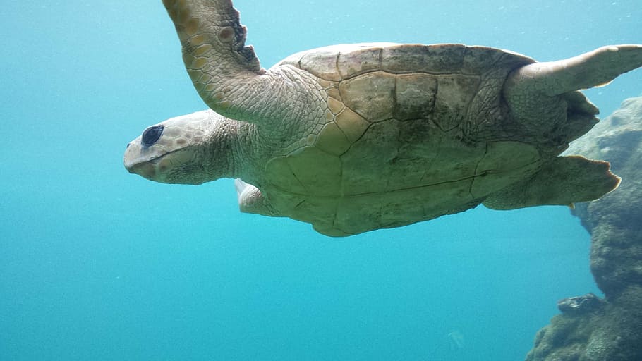 turtle, underwater, sea, animal, blue, tropical, wildlife, swimming HD wallpaper
