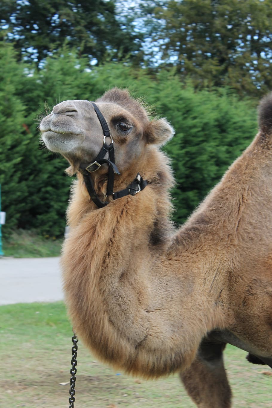 Camel, Zoo, Animals, one animal, domestic animals, animal themes HD wallpaper