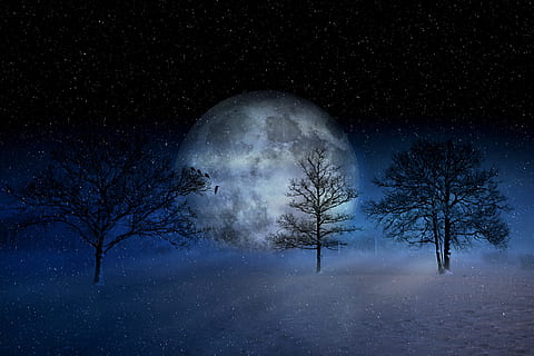 digital artwork of full moon and trees, winter, wintry, christmas HD wallpaper