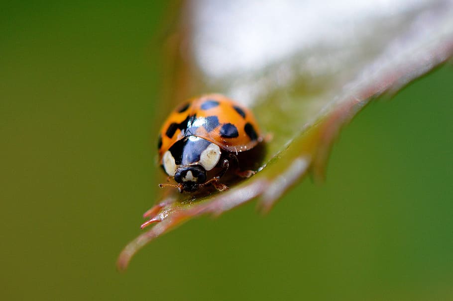 ladybug, close, insect, beetle, nature, macro, lucky charm HD wallpaper