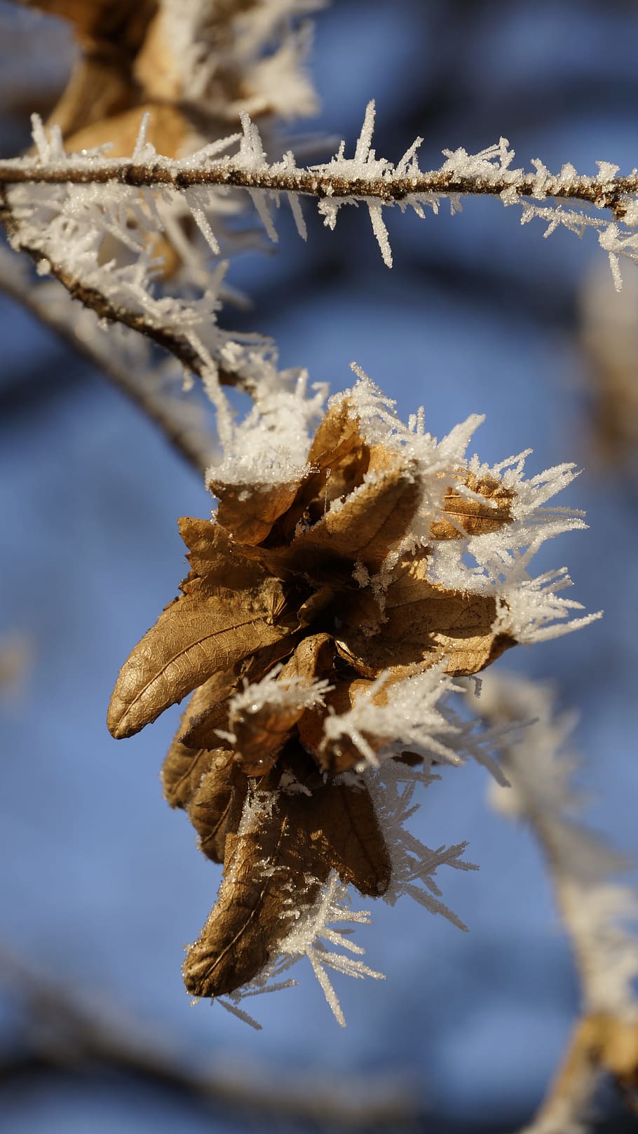 Leaf, Fruit, Seed, Leaves, wilted, withered, tree, white, winter HD wallpaper