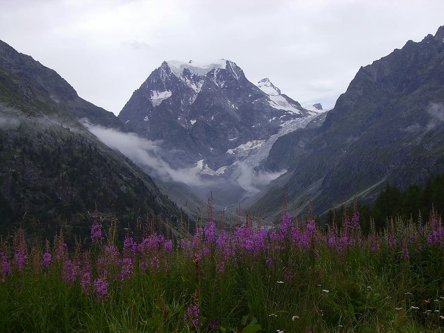 Mountain, Switzerland, Summit, Snow, glacier, flower, nature HD wallpaper