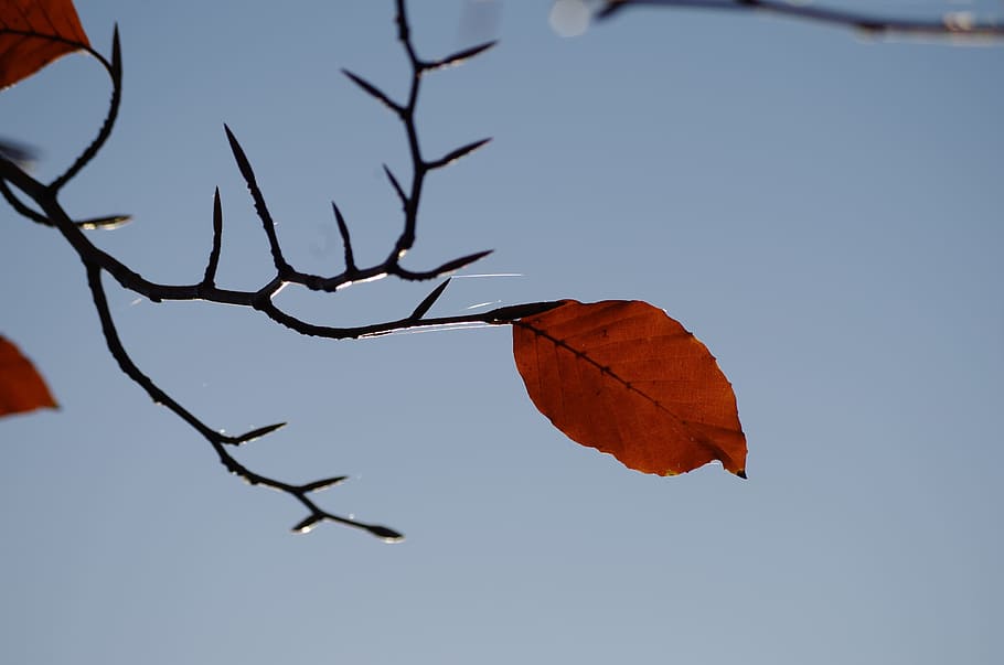 Leaf, Autumn, Sky, Sky, Fall, Fall Foliage, Tree, nature, transience HD wallpaper