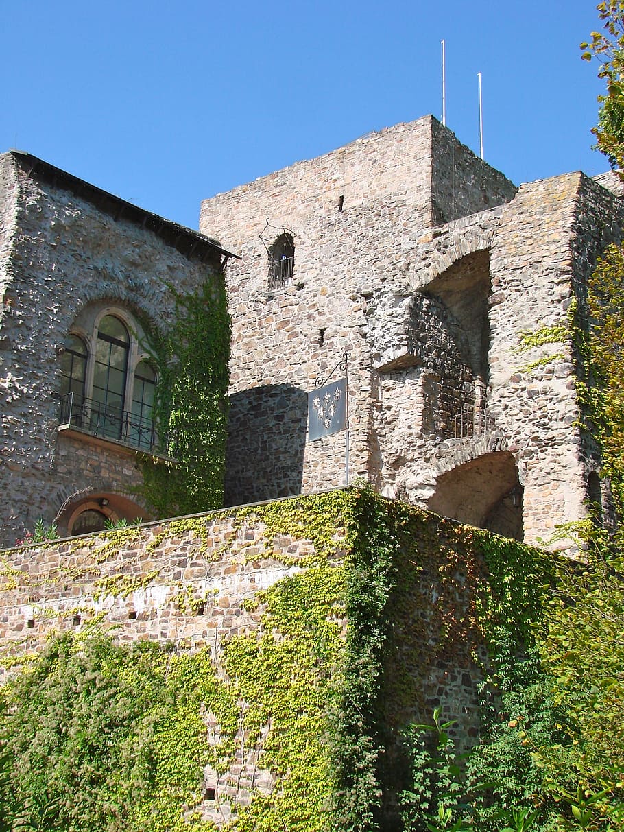 castle, germany, ancient, wine, ivy, old, architecture, wall HD wallpaper