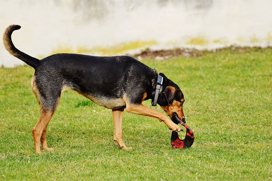 dog, romp, play, meadow, domestic, pets, domestic animals, mammal HD wallpaper