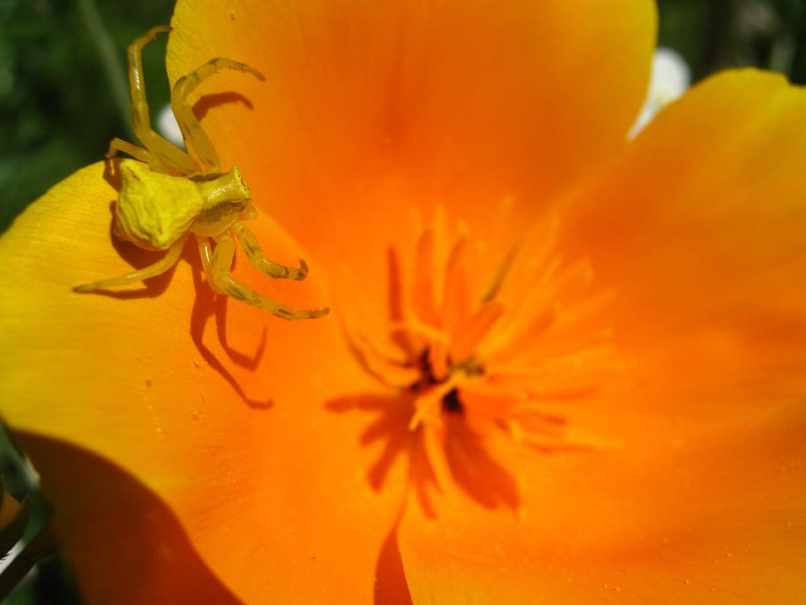 spider, flower, nature, orange, yellow, macro, flowering plant HD wallpaper