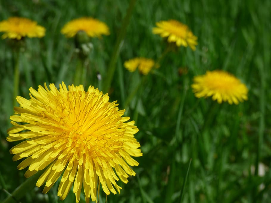 dandelion, flower, spring, nature, green, yellow, plant, flowering plant HD wallpaper