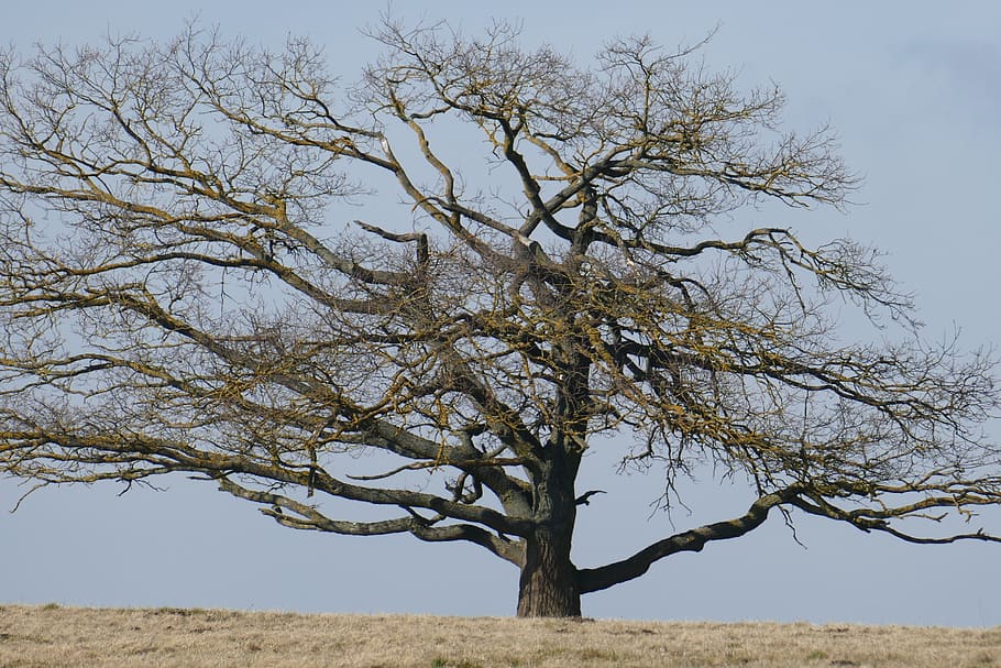 tree, meadow, nature, wintertime, landscape, plant, sky, branch HD wallpaper