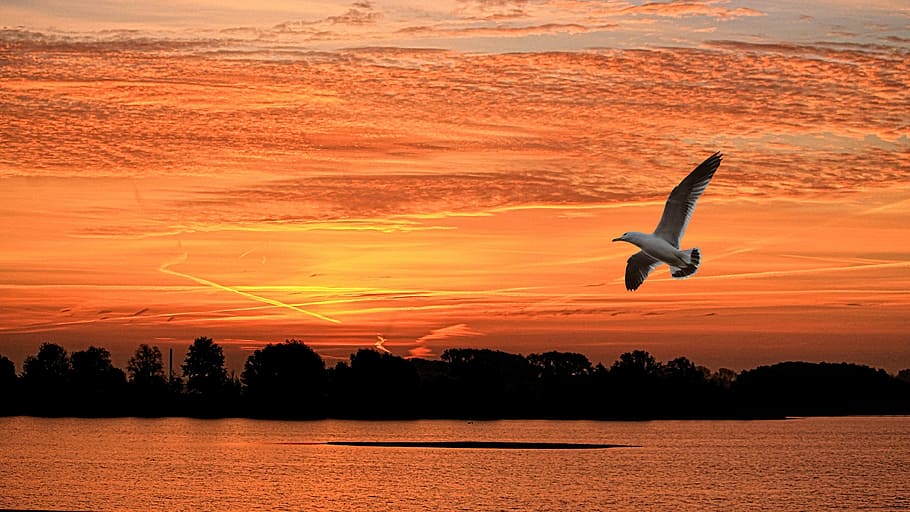 low angle photo of white seagull flying over large body of water HD wallpaper