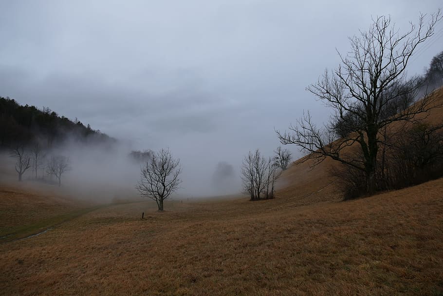 Tree, Fog, Winter, Grass, Landscape, nature, autumn, mysterious HD wallpaper