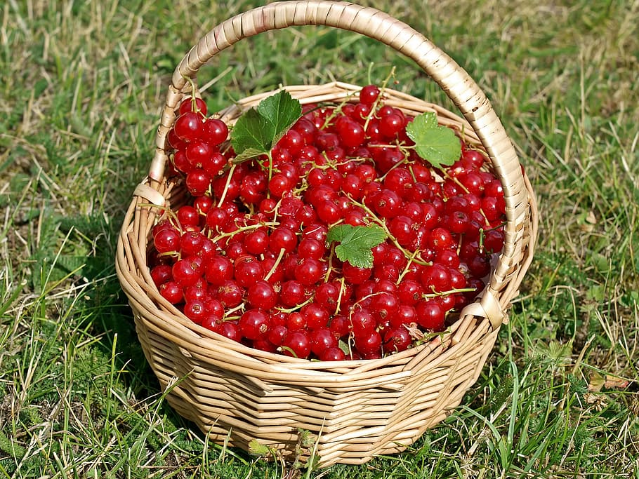 plant, nature, live, red, basket, container, food, healthy eating HD wallpaper