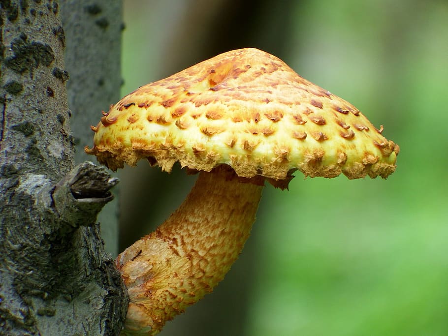 yellow mushroom on tree bark, cap, spots, close-up, food, focus on foreground HD wallpaper