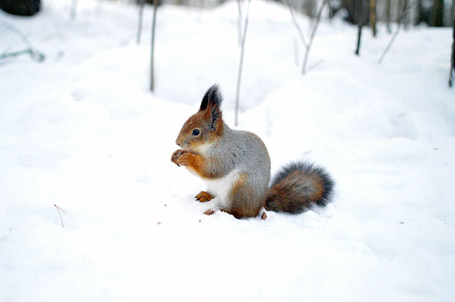 grey squirrel on snow while eating, animal, forest, tree, orange HD wallpaper