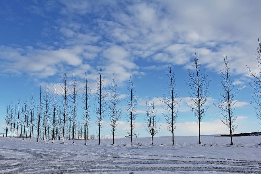 White, Blue Sky, Blue, Sky, Blue, Sky, Snow, Winter, cold, beautiful HD wallpaper