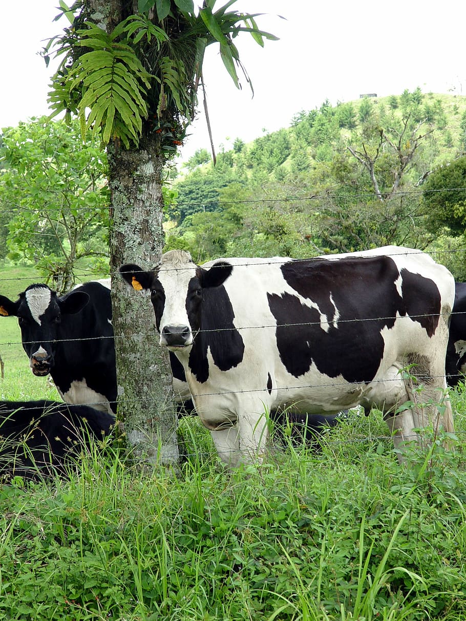 livestock, milk, shadow, cow, farm, agriculture, cattle, rural Scene HD wallpaper