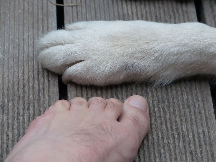 Paws, Animal, Dog, Foot, Ten, Human, human foot, human body part, HD wallpaper
