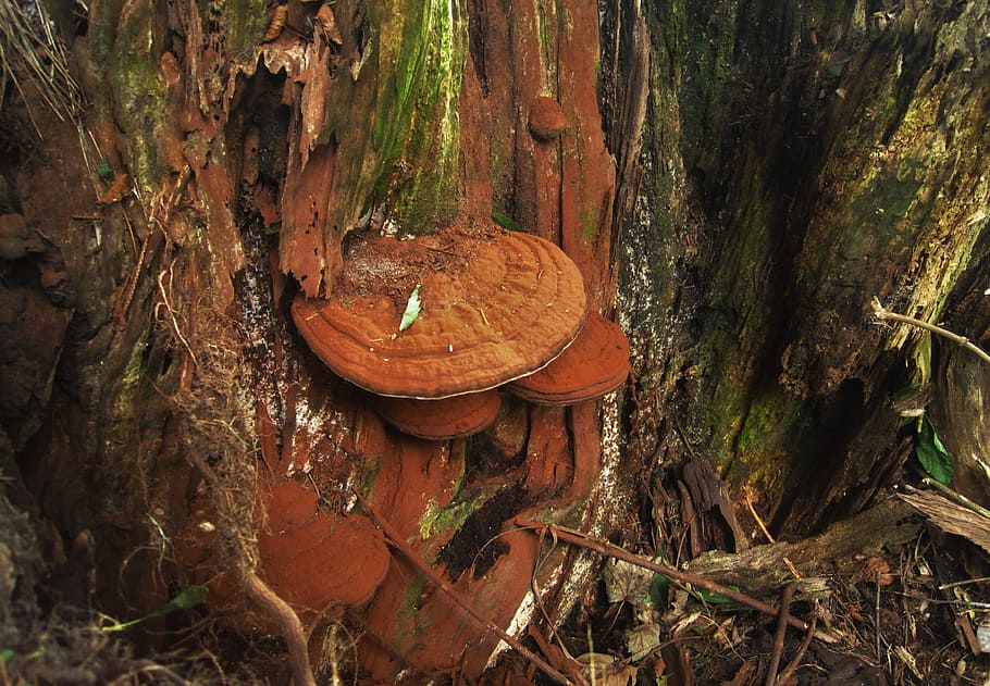 tree fungus, autumn, autumn time, nature, flora, mushroom, forest, HD wallpaper