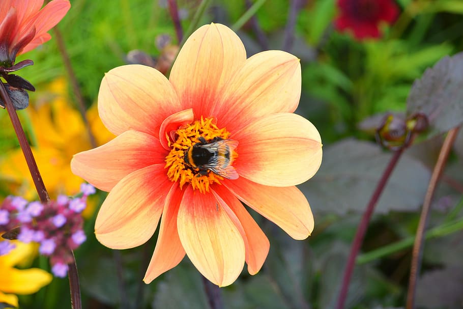 bourdon, foraging, insect, flower, nature, garden, fauna, colors HD wallpaper
