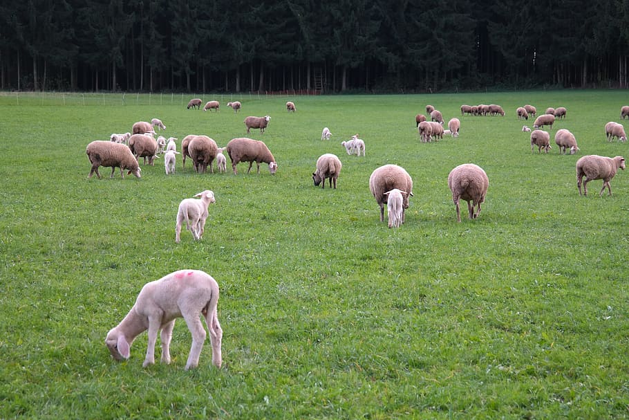 Sheep, Flock, Lambs, flock of sheep, domestic sheep, ovis orientalis aries, HD wallpaper
