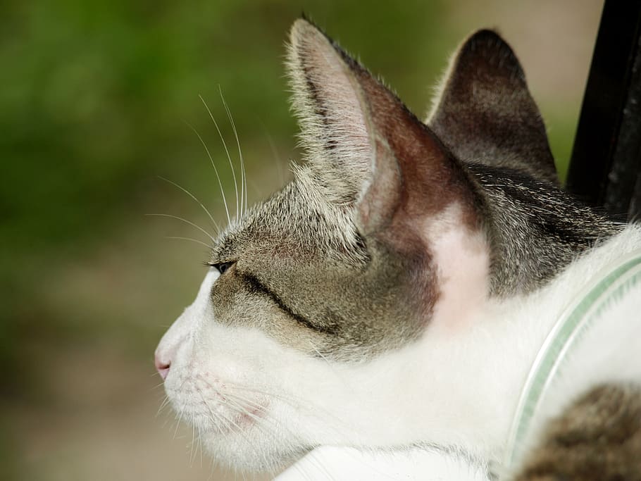 cat, ears, head, rest, animal, pet, lying down, cute, grey HD wallpaper