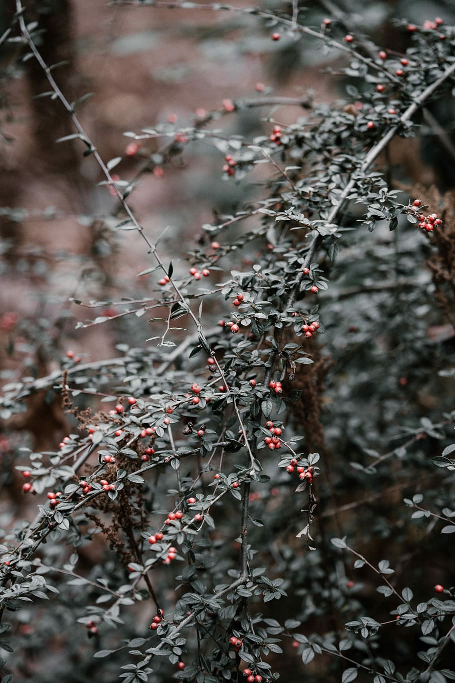 Winter berries, green leafed plant, bush, tree, red, berry, focus on foreground HD wallpaper