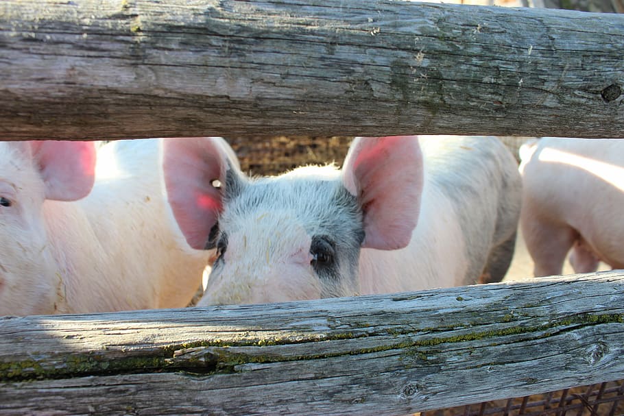 pig, hog, pork, farm, animal, meat, cute, swine, animal themes HD wallpaper