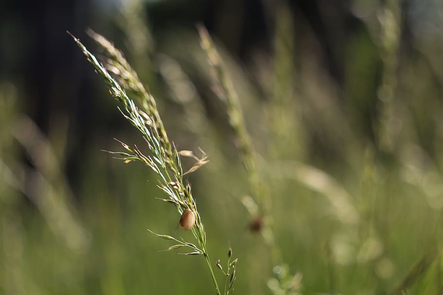 snail, weed, green, light, natural, the morning, dawn, leaf HD wallpaper