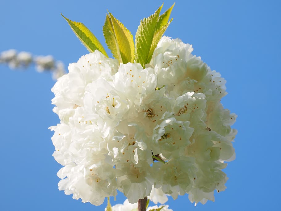 photography of white flowers, cherry blossom, spring, bloom HD wallpaper