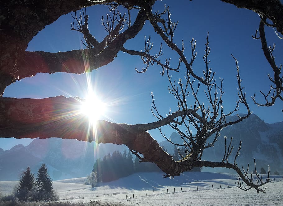 winter sun, snow, back light, wintry, aesthetic, mood, frost HD wallpaper