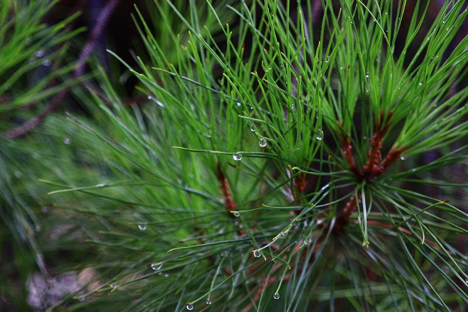 pine, leaves, needles, photomacrography, plant, green color HD wallpaper
