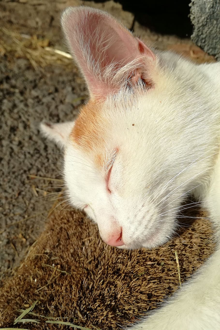 cat, sleep, harmony, rest, kitten, young cat, relaxation, break HD wallpaper