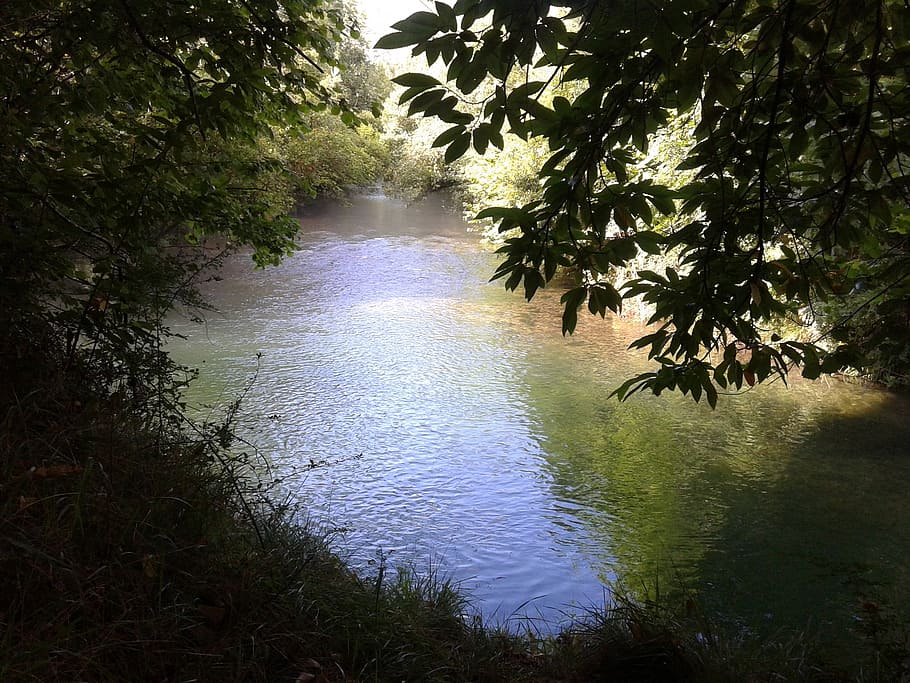 river, puron, nature, plant, tree, water, tranquility, growth HD wallpaper