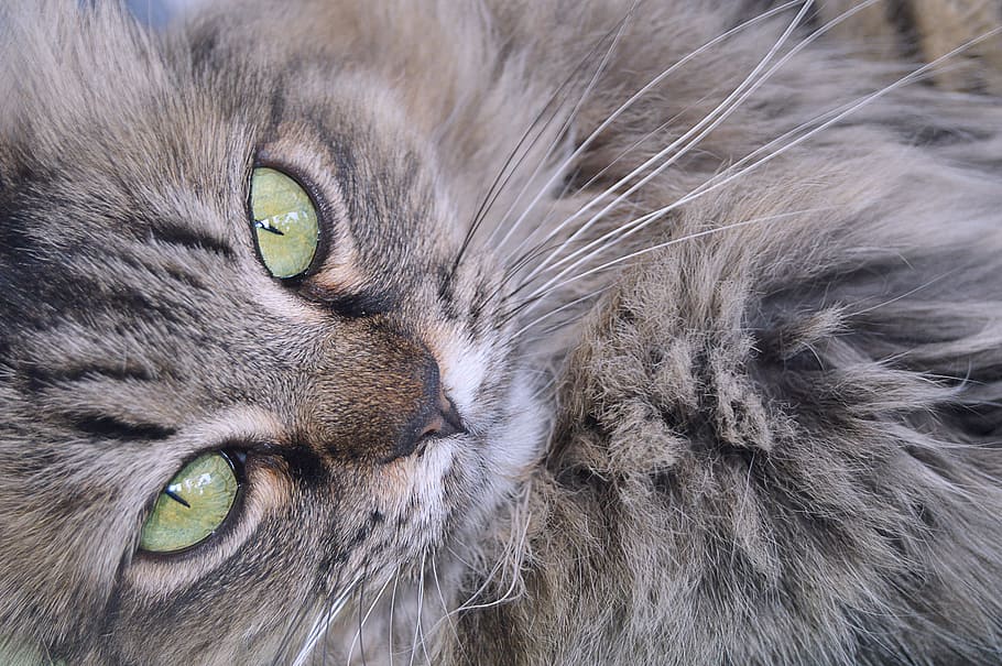 cat resting, gata, feline, pets, whiskers, animal, domestic animals HD wallpaper