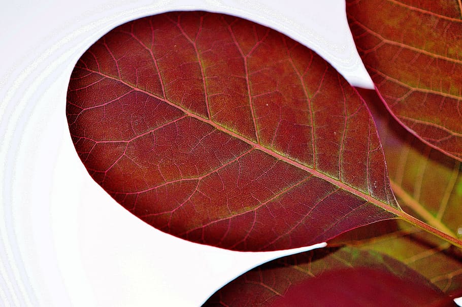 leaf, plant, nature, red, background, plant part, close-up HD wallpaper