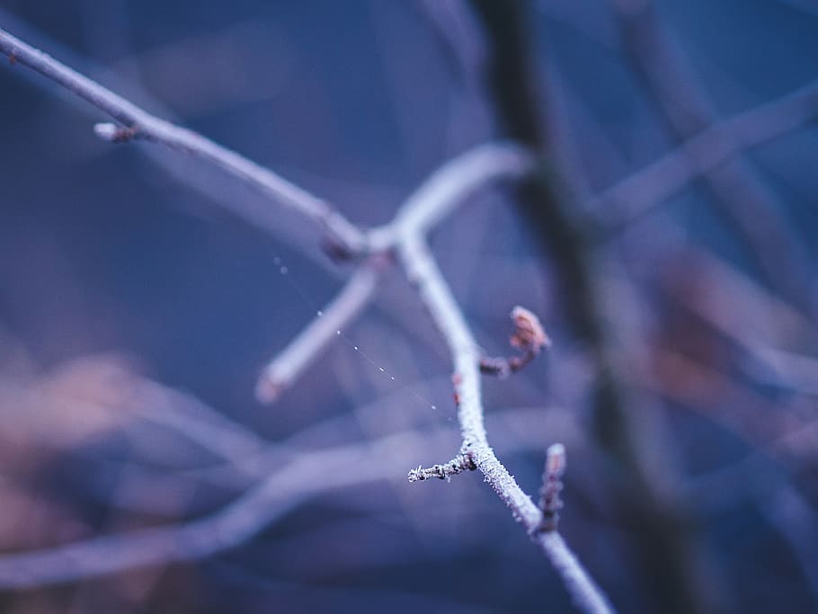 frost, cold, winter, trees, branches, nature, no people, close-up HD wallpaper