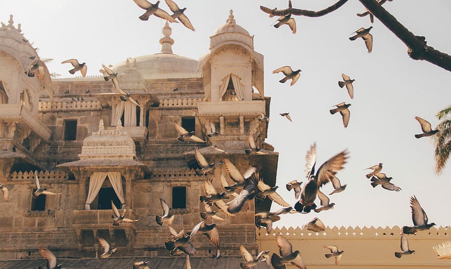 flock of birds during daytime, photo of birds flying together beside cathedral HD wallpaper
