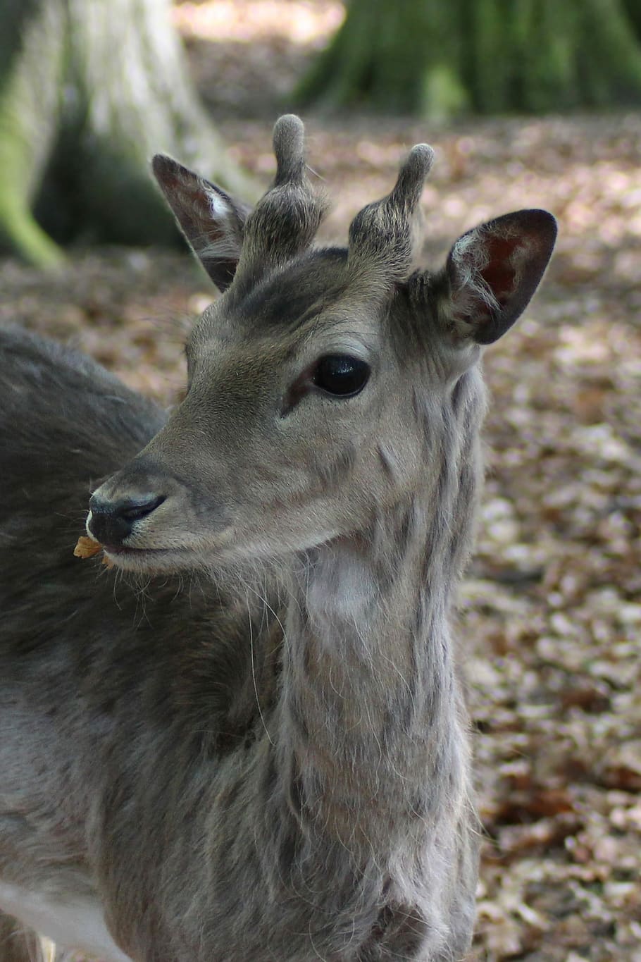 Hirsch, Fallow Deer, Roe Deer, Scheu, nature, young-stag, forest HD wallpaper
