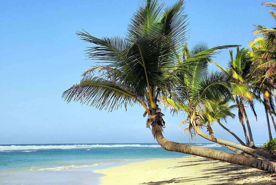 green palm tree on beach near body of water, cuba, coconut trees, HD wallpaper