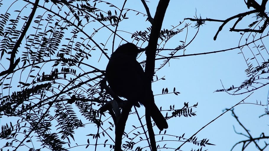 bird, landscape, tree, ave, fauna, silhouette, plant, animal HD wallpaper
