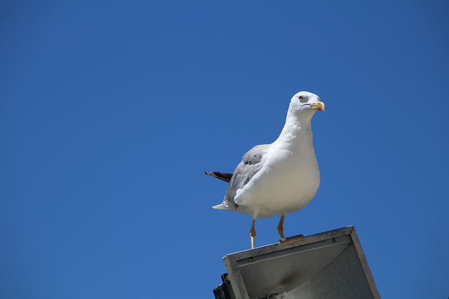 seagull, lantern, sky, bird, blue, sit, animal themes, vertebrate HD wallpaper
