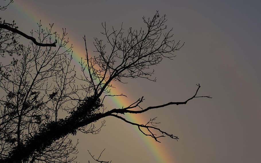 rainbow, spring, summer, colorful, nature, sky, weather, tree HD wallpaper