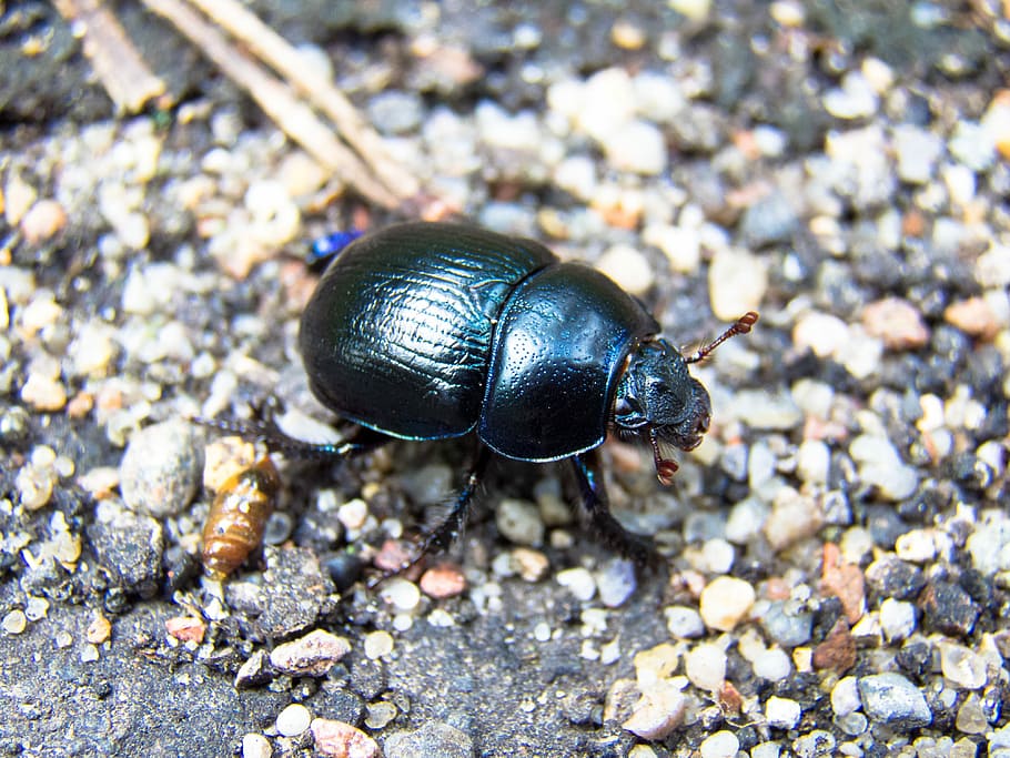 Beetle, Insect, Nature, Forest, Closeup, macro, dark-green HD wallpaper