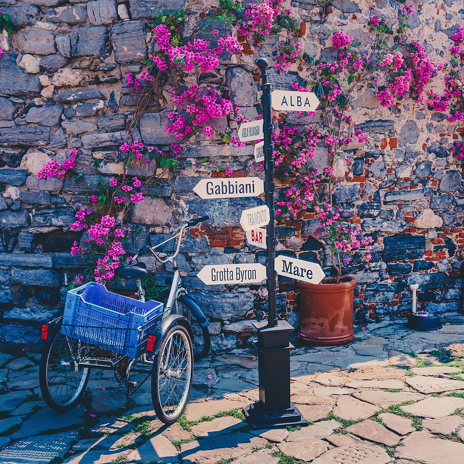 black adult trike parked beside road sign, flower, blossom, plant