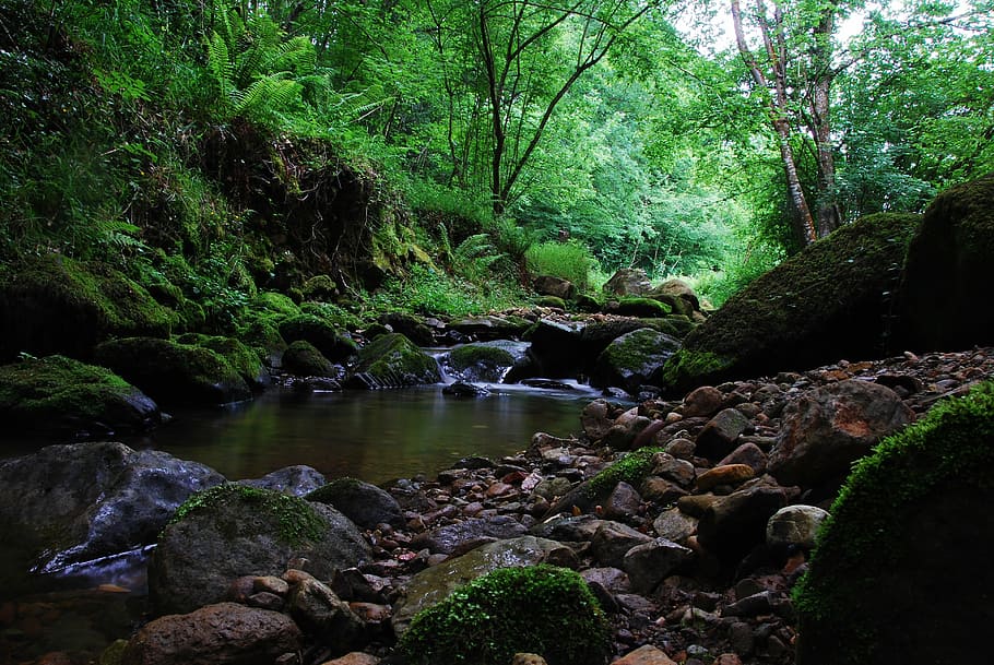 Cantabria, Water Trail, brook, forest, nature, scenics, outdoors HD wallpaper