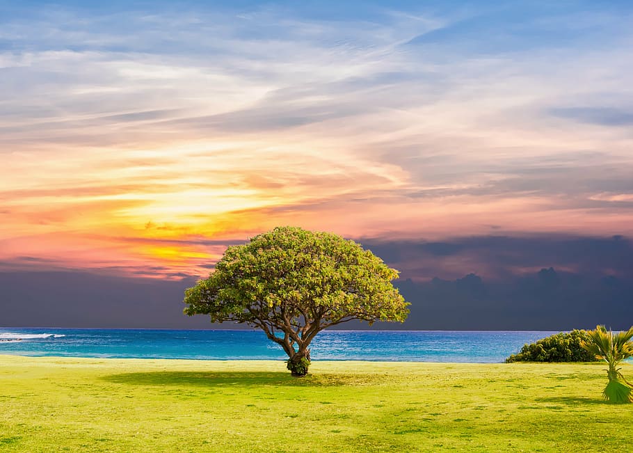 tree near body of water, sea, grass, nature, ocean, summer HD wallpaper