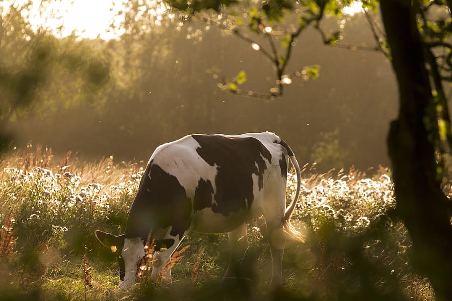 white and black cow eating in grass field during daytime, pasture HD wallpaper