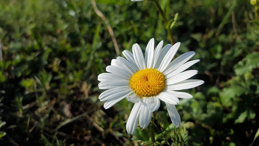white, flower, spring flower, plant, nature, the petals, full bloom HD wallpaper